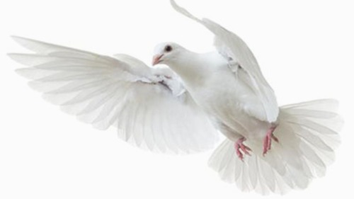 شعر گسسته 
کبوتر 